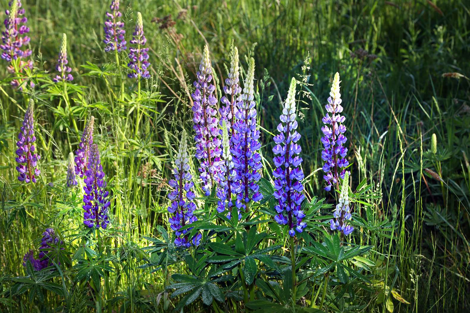 Blomsterlupin